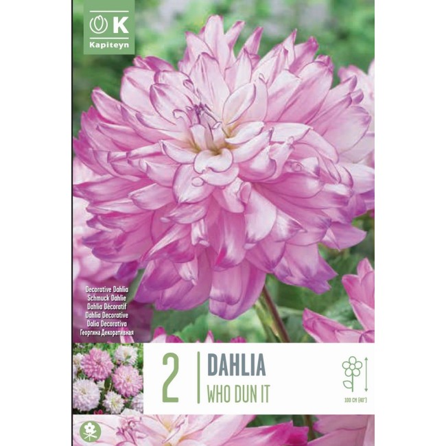 Bulbi di Dalia Who Dun It 2pz Kapiteyn