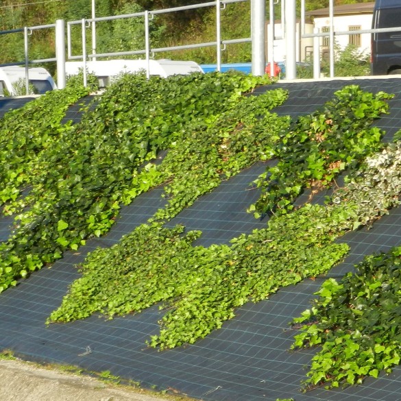 Telo Pacciamante Nero Cover Pro 0.52x100mt 90gr Tenax