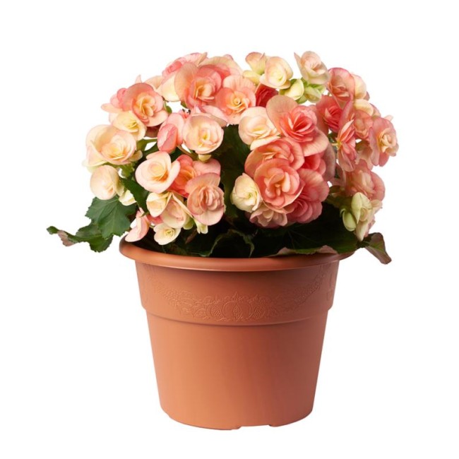 Vaso Hedera Ø40 Cotto BAMA