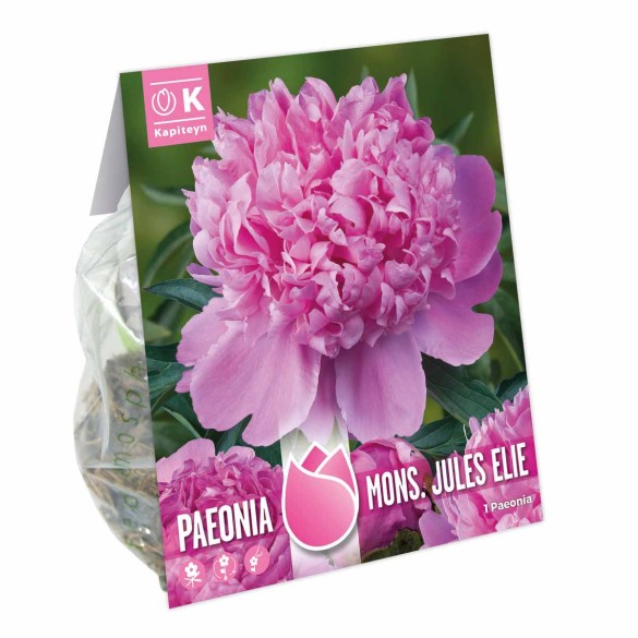 Bulbi di Peonia Mons. Jule Elie 1 pz KAPITEYN