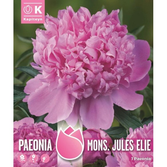 Bulbi di Peonia Mons. Jule Elie 1 pz KAPITEYN
