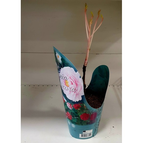 Peonia Arborea Colori Assortiti 1pz KAPITEYN