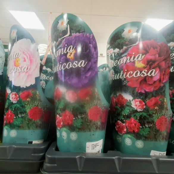 Peonia Arborea Colori Assortiti 1pz KAPITEYN