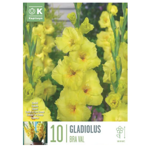 Bulbi di Gladiolo Brava Val confezione da 10 pz