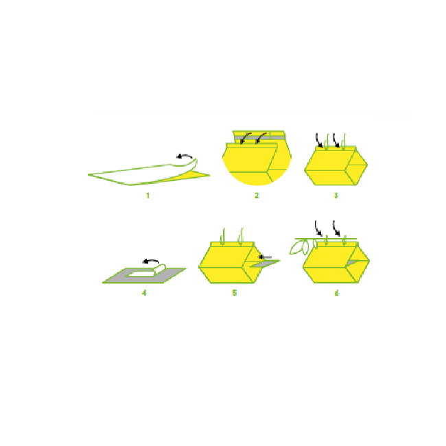 Pagoda Yellow Trappola Collata...