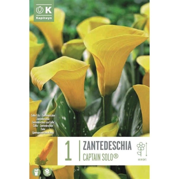 Bulbo di Zantedeschia Captain Solo 1 pz KAPITEYN