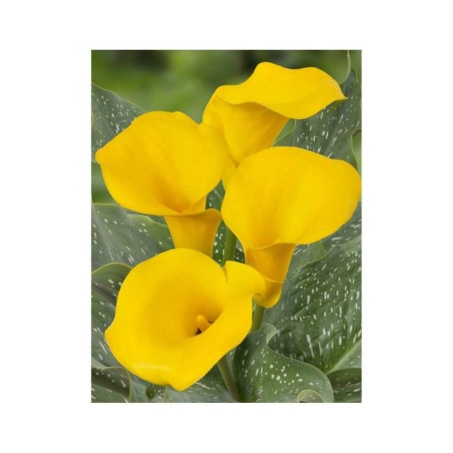 Bulbo di Zantedeschia Captain Solo 1...