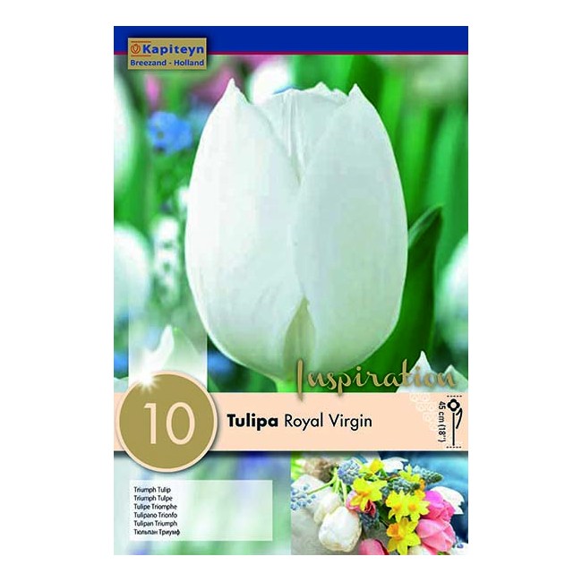 Bulbi di Tulipano Royal Virgin 10 pz...