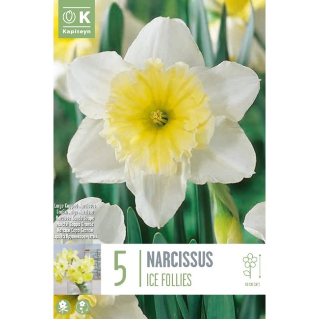 Bulbi Autunnali di Narcissus Ice...