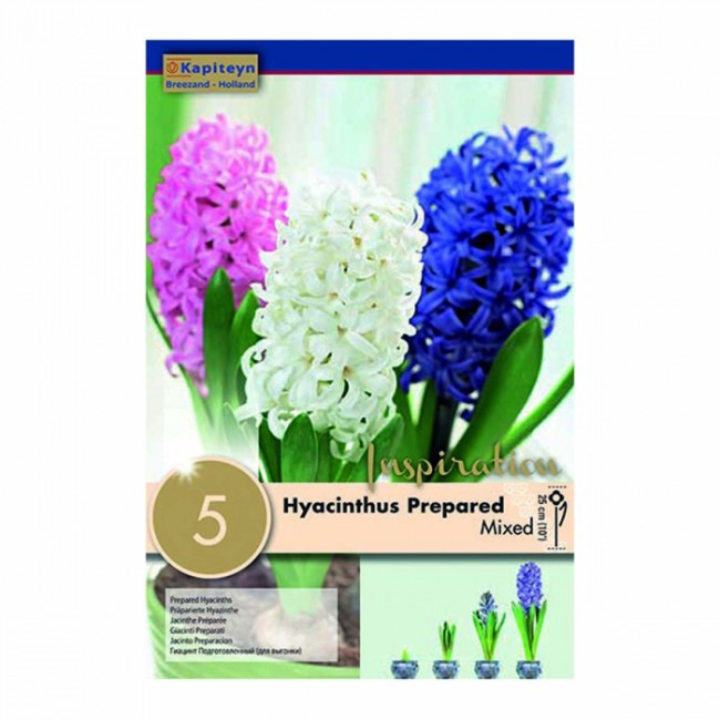 Bulbi di Giacinto Early Fondant Mixed...