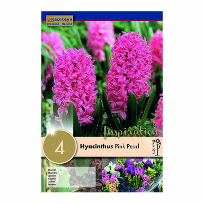 Bulbi Autunnali di Giacinto Pink...