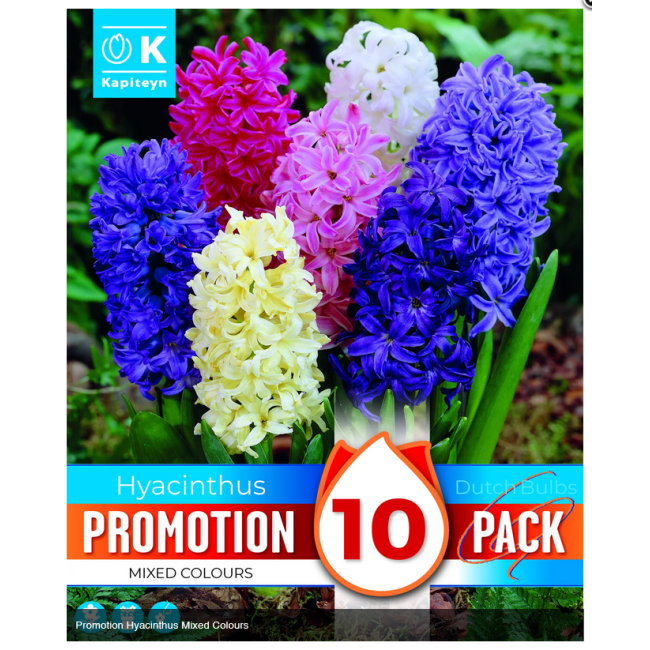 Bulbi di Giacinto Mixed Colours...