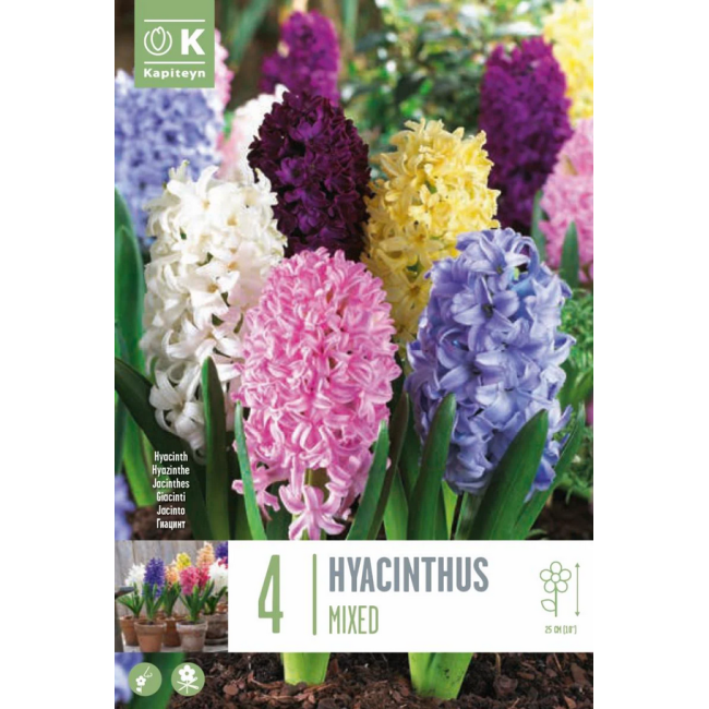 Bulbi Autunnali di Giacinto Mixed...