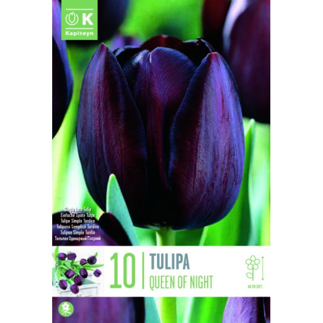 Bulbi Autunnali di Tulipano Queen of...