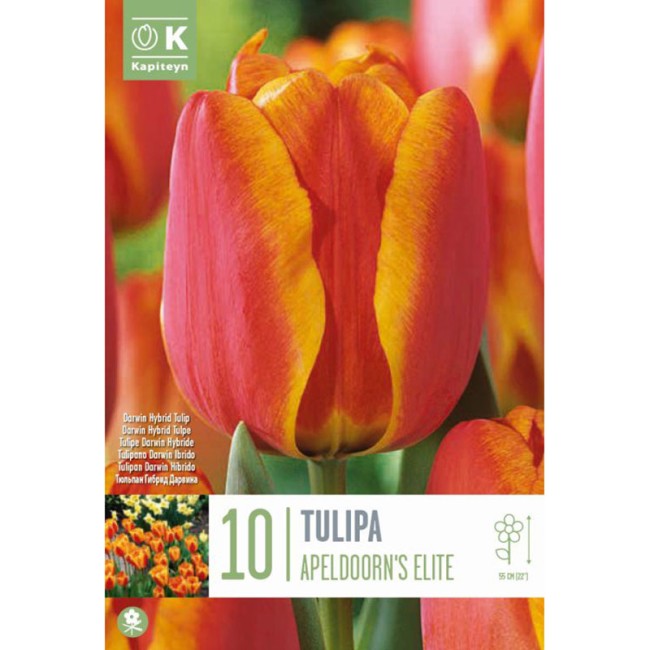 Bulbi di Tulipano Apeldoorn's Elite...