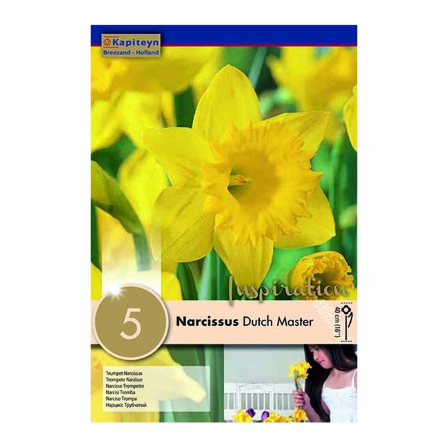 Bulbi Autunnali di Narciso Dutch...