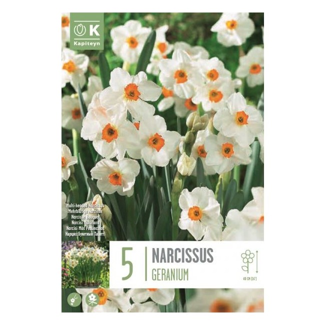 Bulbi Autunnali di Narciso Bunch 5 pz...