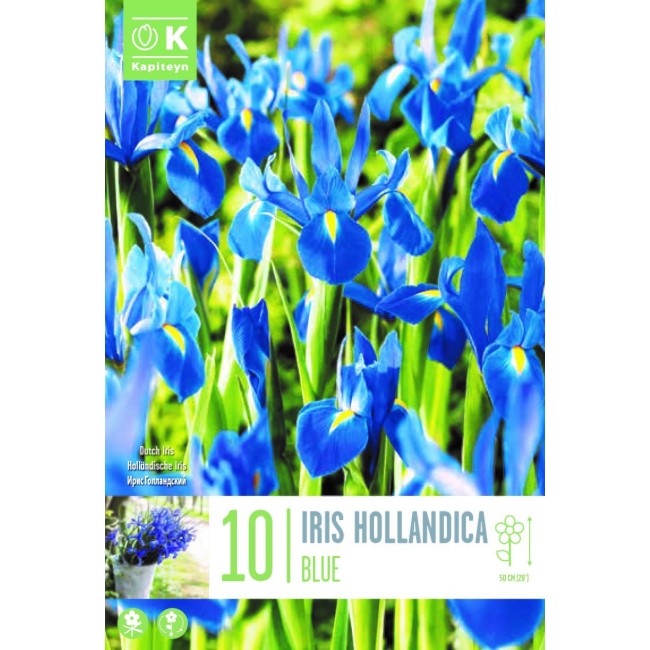 Bulbi Autunnali di Iris Hollandica...