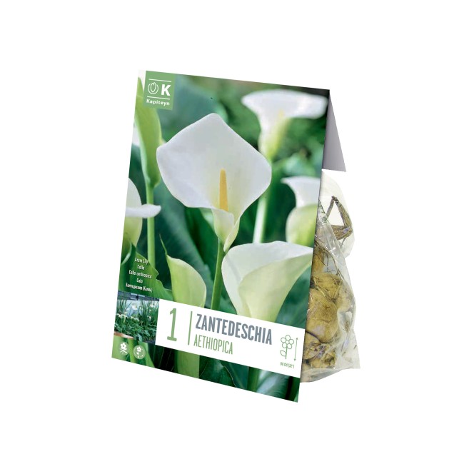 Bulbo Autunnali di Zantedeschia...