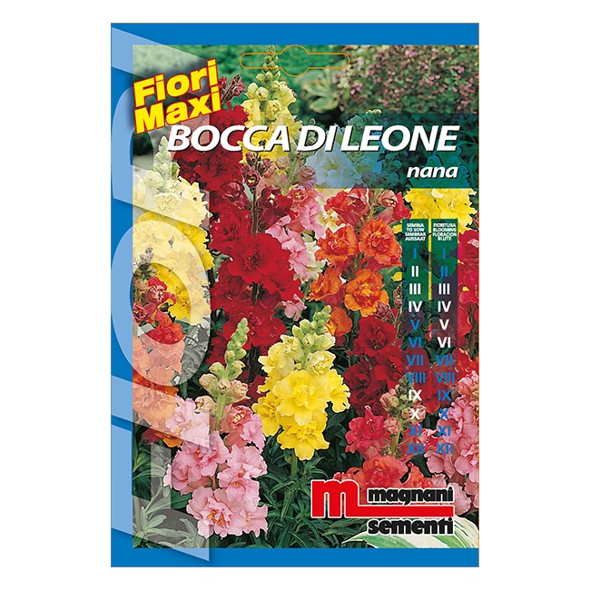 Semi Bocca di Leone Nana