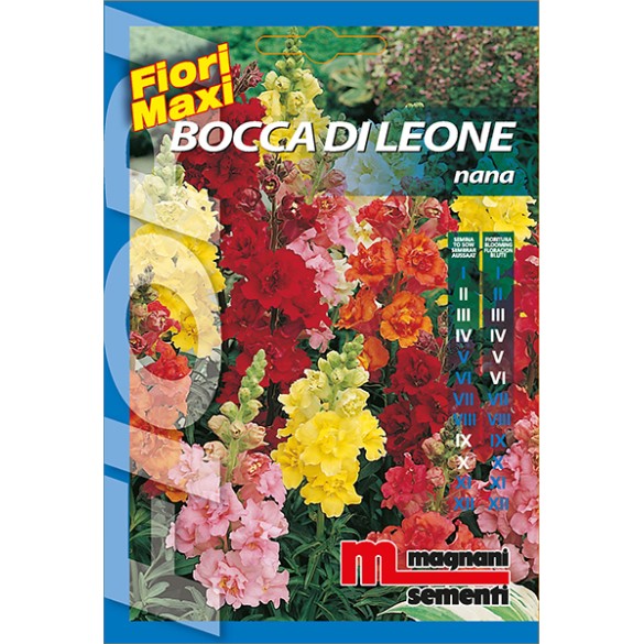 Semi Bocca di Leone Nana
