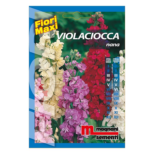 Semi di Violaciocca Nana