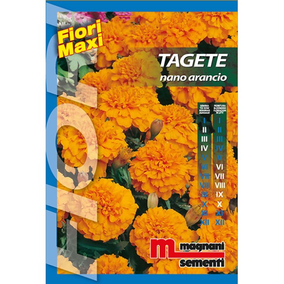 Semi di Tagete Nano Arancio