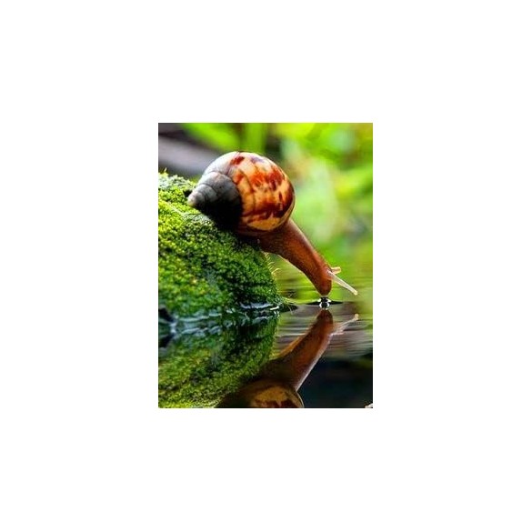 Barriera Naturale Lumache e Limacce 1Kg Ueber