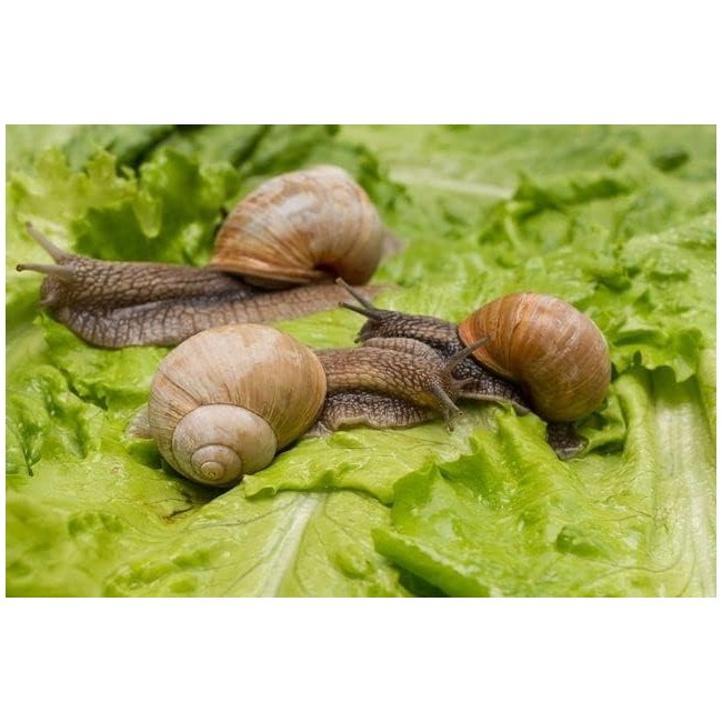 Barriera Naturale Lumache e Limacce...