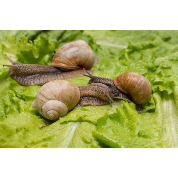 Barriera Naturale Lumache e Limacce 1Kg Ueber