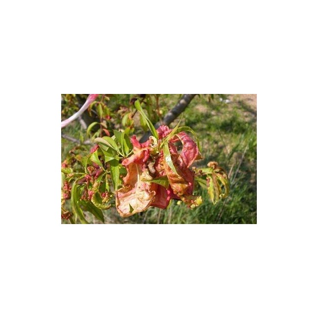 Bolla Stop Sostanze Contro la Bolla...