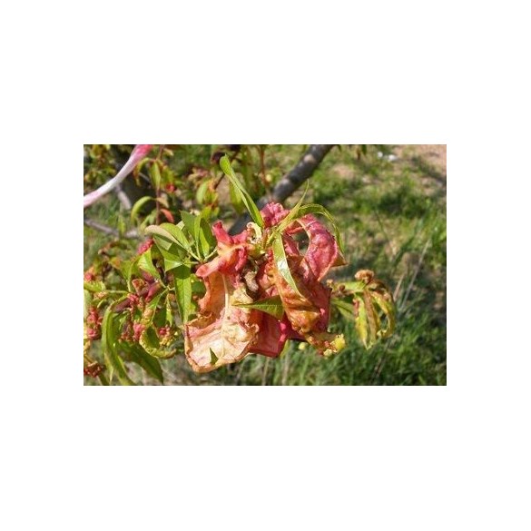 Bolla Stop Sostanze Contro la Bolla del Pesco 400 ml Vithal