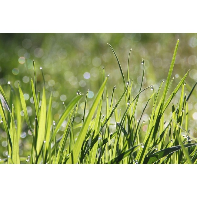 KB Concime Semina e Riparazione 2 kg...