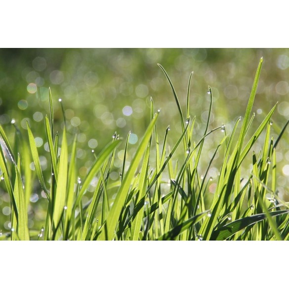 KB Concime Semina e Riparazione 2 kg Evergreen