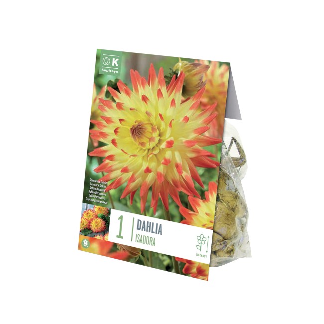 Bulbo Dahlia Isidora 1pz Kapiteyn