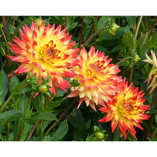 Bulbo Dahlia Isidora 1pz Kapiteyn