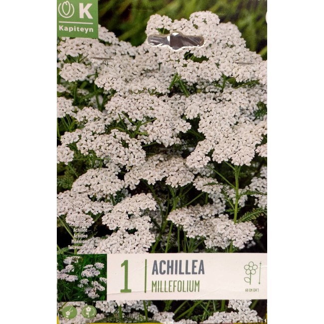 Bulbo Achillea Millefolium 1pz Kapiteyn