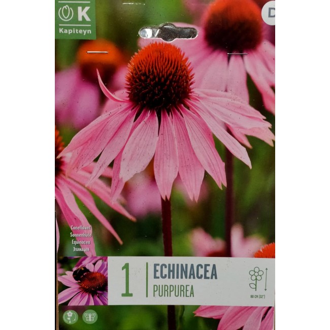 Bulbo Echinaea Purpurea 1pz Kapiteyn