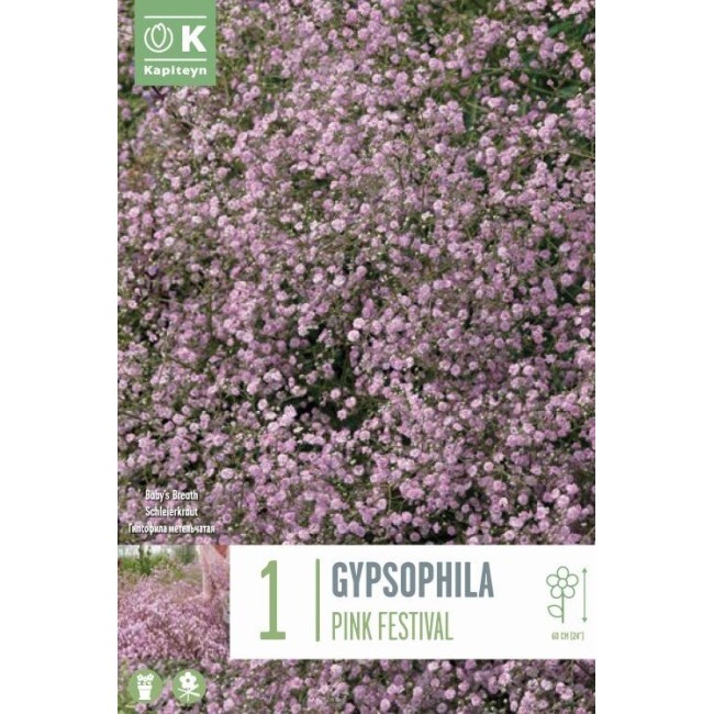 Bulbo Gypsophylla Pink Festival 1pz...