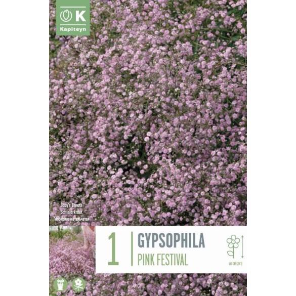 Bulbo Gypsophylla Pink Festival 1pz Kapiteyn