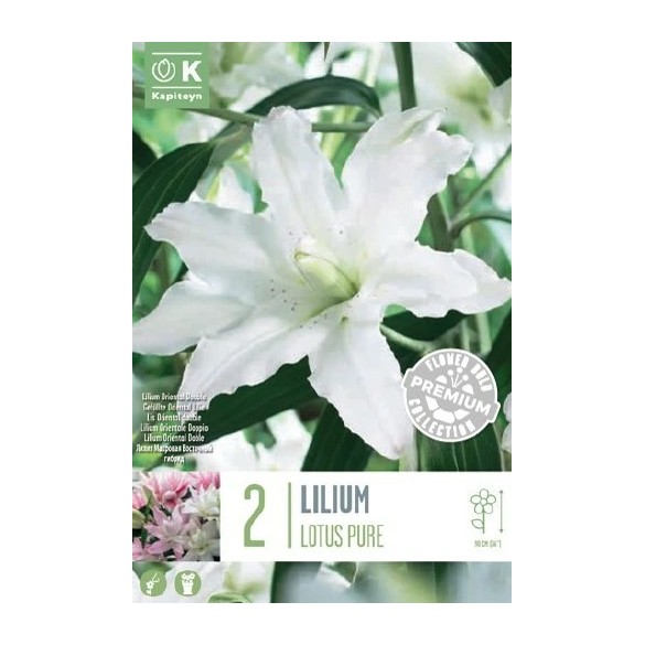Bulbo Lilium Double Lotus Pure 2pz Kapiteyn