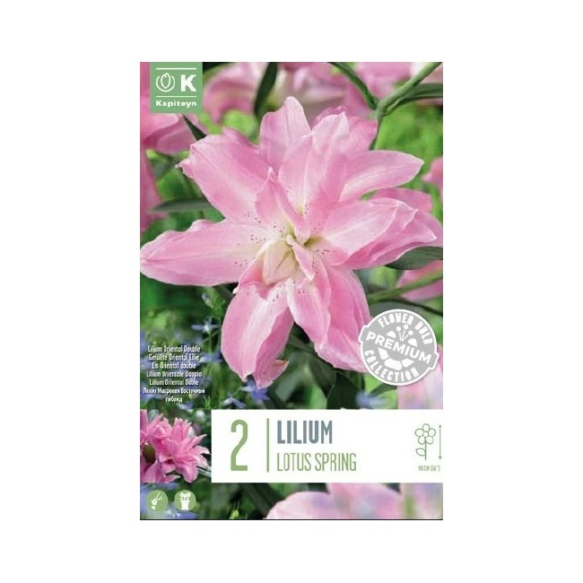 Bulbo Lilium Double Lotus Spring 2pz...