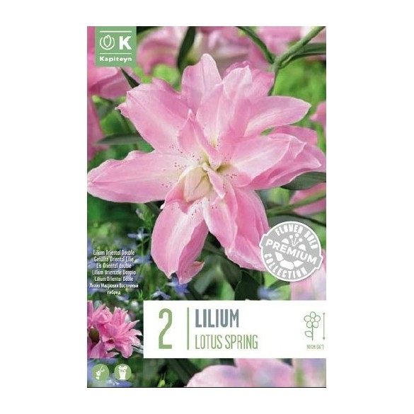 Bulbo Lilium Double Lotus Spring 2pz Kapiteyn