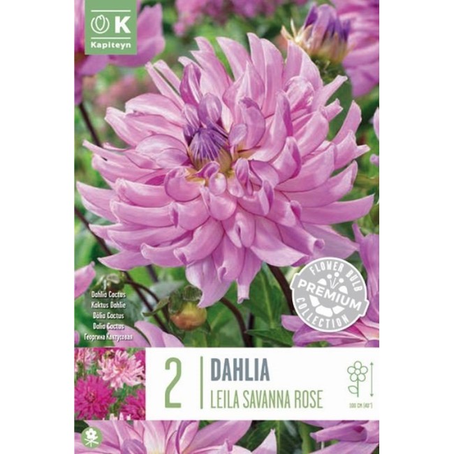 Bulbo Dalia (Dahlia) Leila Savanna...