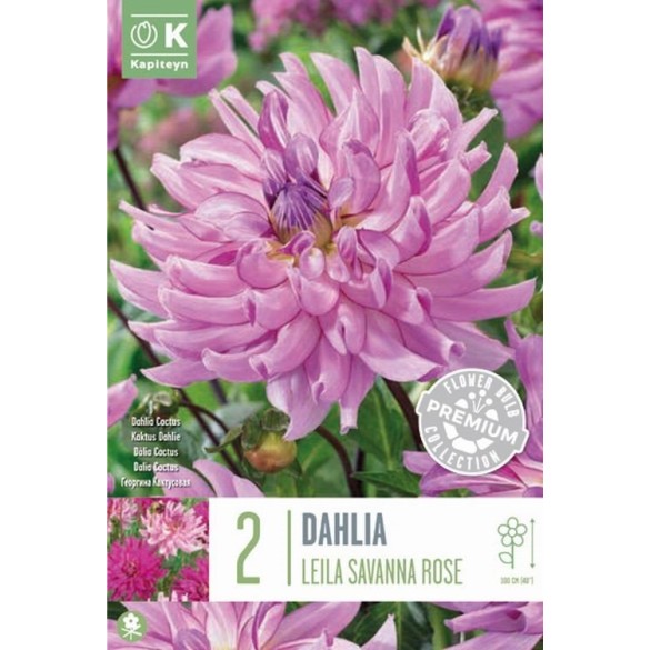 Bulbo Dalia (Dahlia) Leila Savanna Rose 1pz Kapiteyn