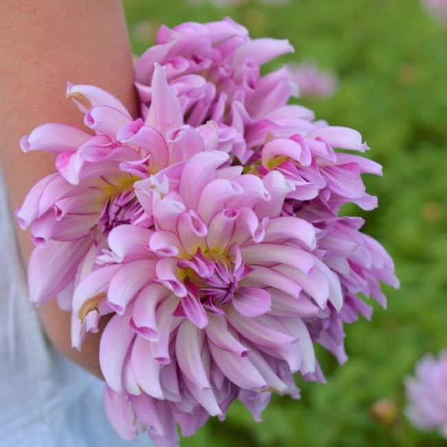 Bulbo Dalia (Dahlia) Leila Savanna...