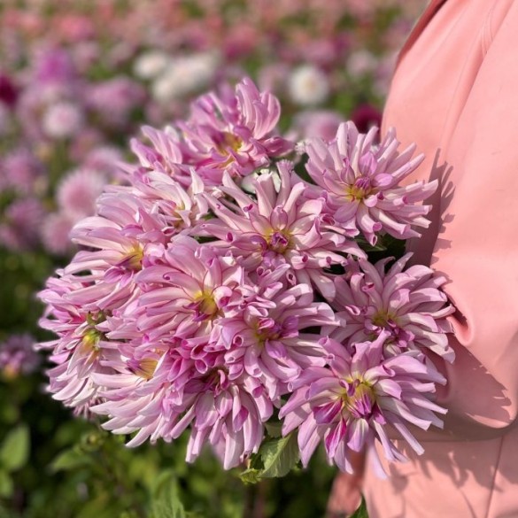 Bulbo Dalia (Dahlia) Leila Savanna Rose 1pz Kapiteyn