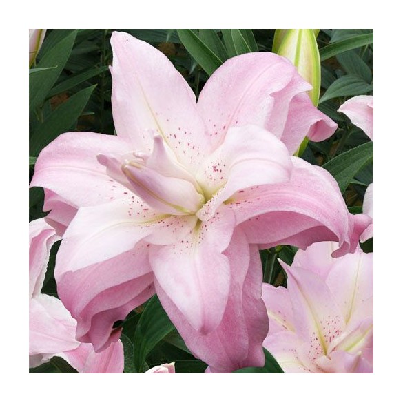 Bulbo Lilium Double Lotus Spring 2pz Kapiteyn