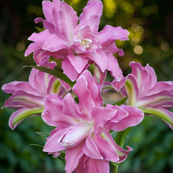 Bulbo Lilium Double Lotus Spring 2pz Kapiteyn