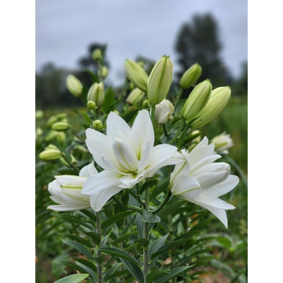 Bulbo Lilium Double Lotus Pure 2pz Kapiteyn